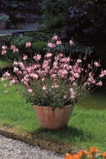 Prachtkerze Gartenbau.or.at Bundesverband der österreichischen Gärtner